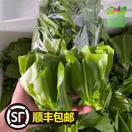 新鲜台湾山苏菜酒店特色食材山苏叶食用基地直发直销蕨菜顺丰包邮