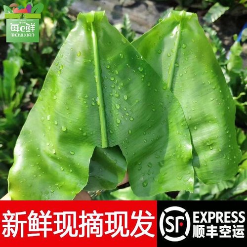 新鲜台湾山苏菜鸟巢蕨特色菜野菜
