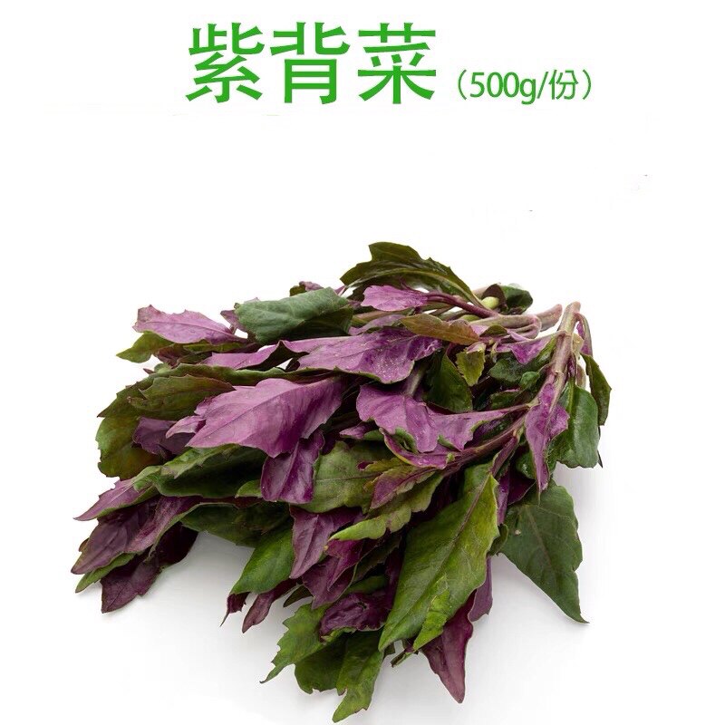 广东现摘新鲜紫背天葵血皮菜紫背菜红背菜观音菜新鲜蔬菜500g