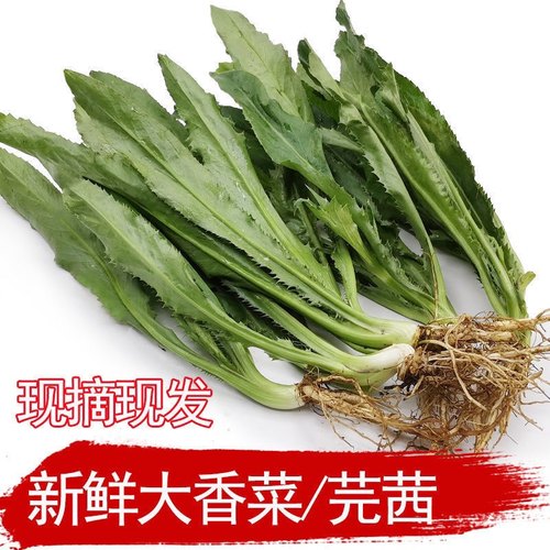 新鲜刺芫荽 大香菜500g洋鹅芥假芫茜元西/缅芜荽泰国越南香菜