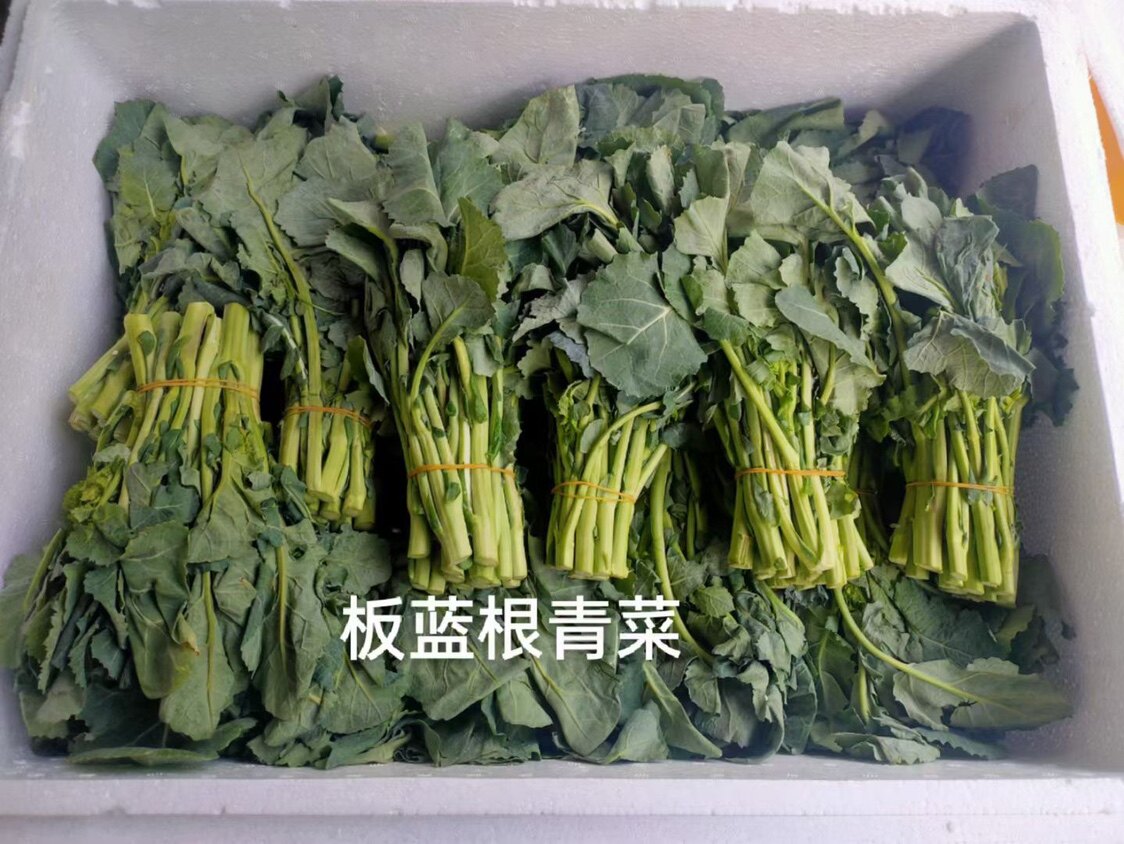 新鲜板蓝根青菜500g一份功能型青菜做法白灼盐水板蓝根酒店食材