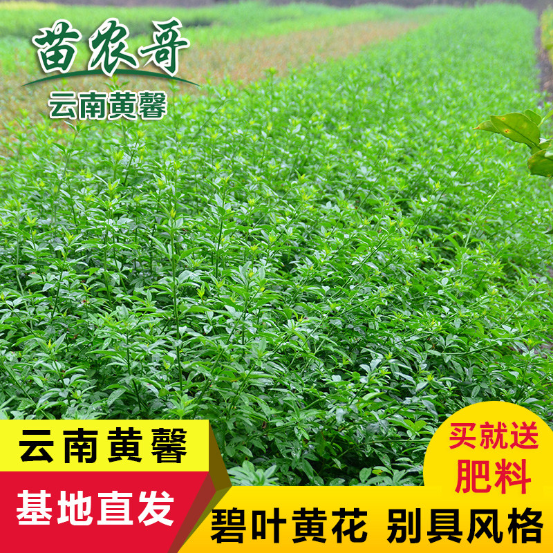 云南庭院绿化苗木小区园林迎春花