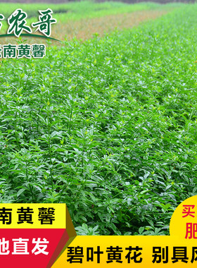 云南庭院绿化苗木小区园林迎春花