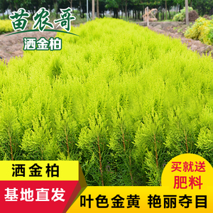 庭院四季常青植物绿化树苗