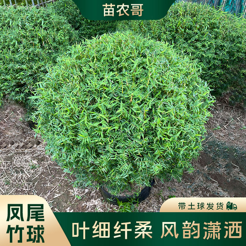 多年生耐寒花园植物苗农哥凤尾竹