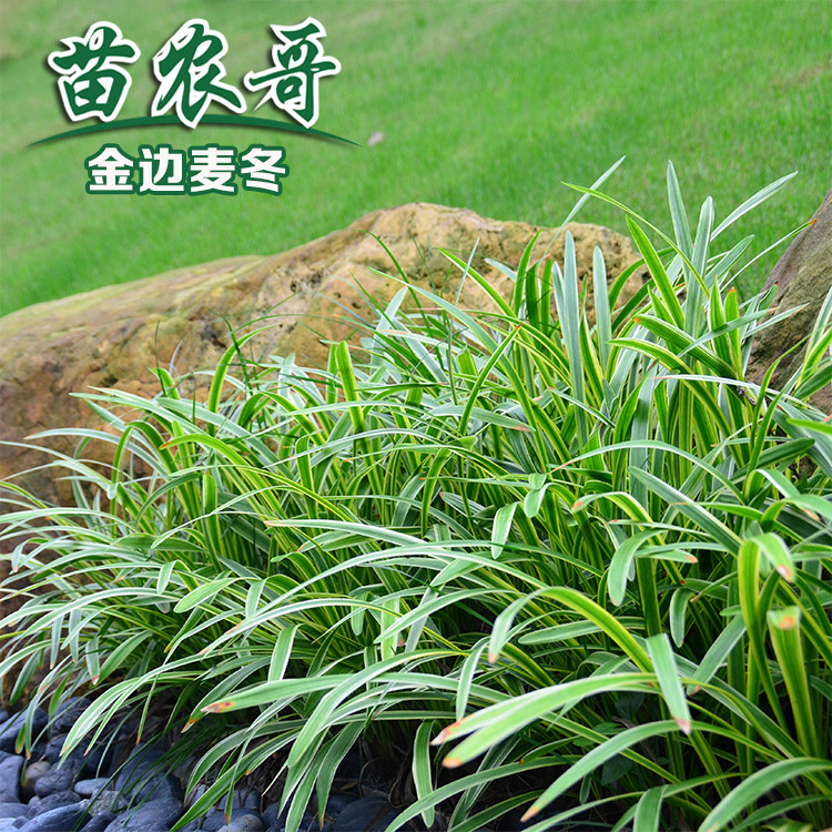 金边麦冬【一袋装可以铺8-10平方】庭院园林绿化地被植物常绿耐寒