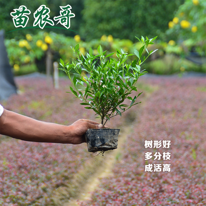 【一件/100棵.大杯小叶栀子】庭院园林别墅绿化植物四季常青开花