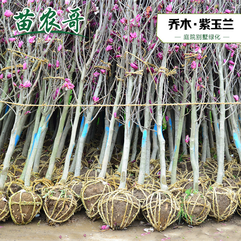 玉兰绿化树苗 紫玉兰新品种红花玉兰树苗庭院园林常绿观花乔木