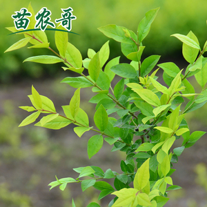 定制金叶女贞绿化树苗庭院小区园林工程绿化苗木四季常青绿化植物