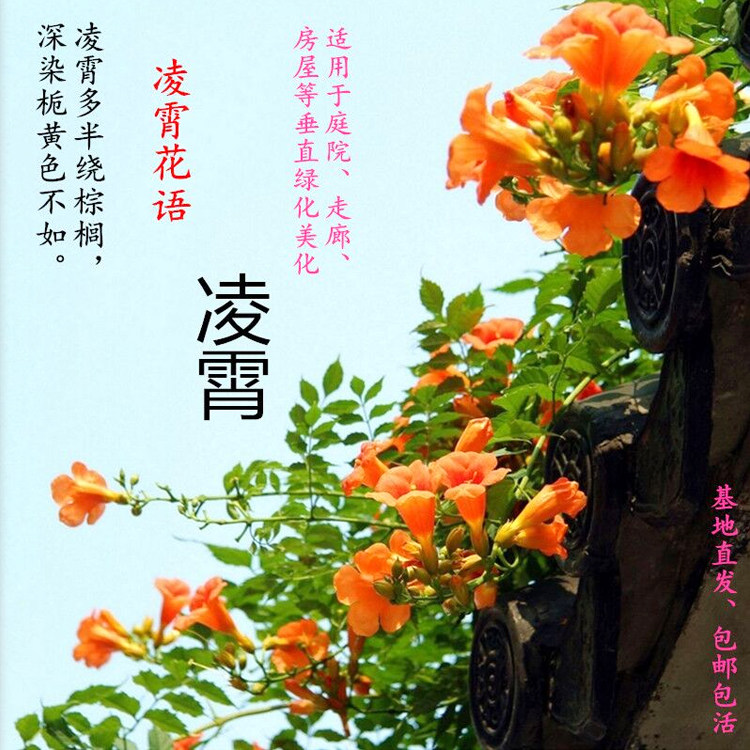 美国庭院绿化爬藤植物凌霄花苗