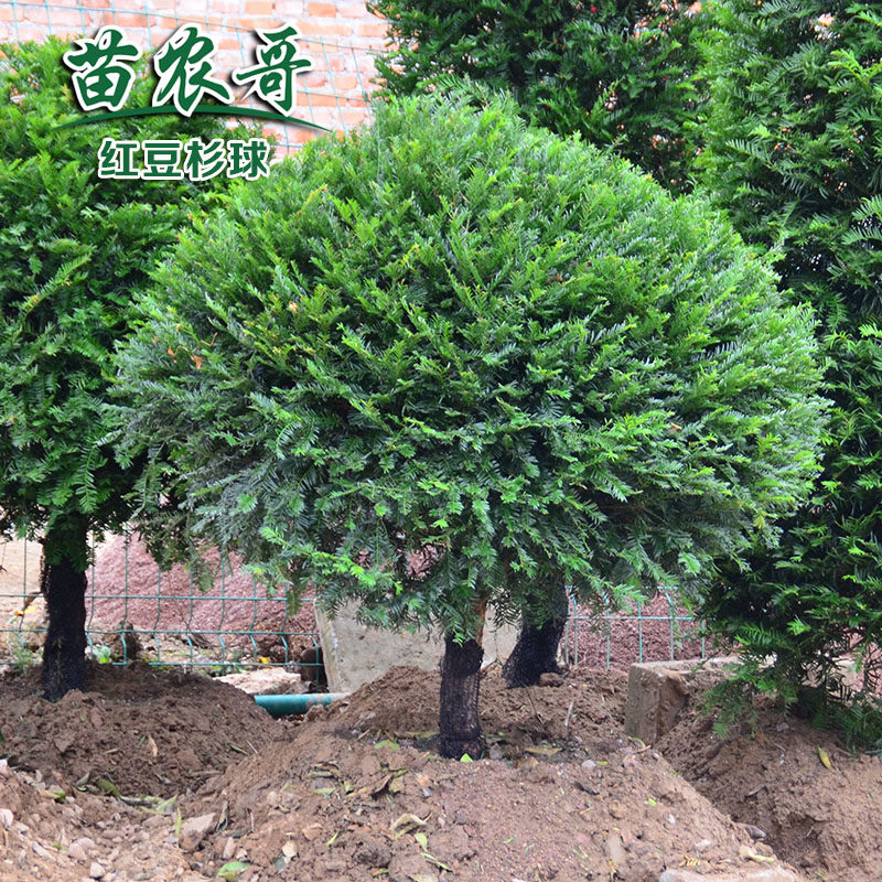 红豆杉树球直销 红豆杉球曼地亚盆栽花卉植物 防辐射阳台庭院植物