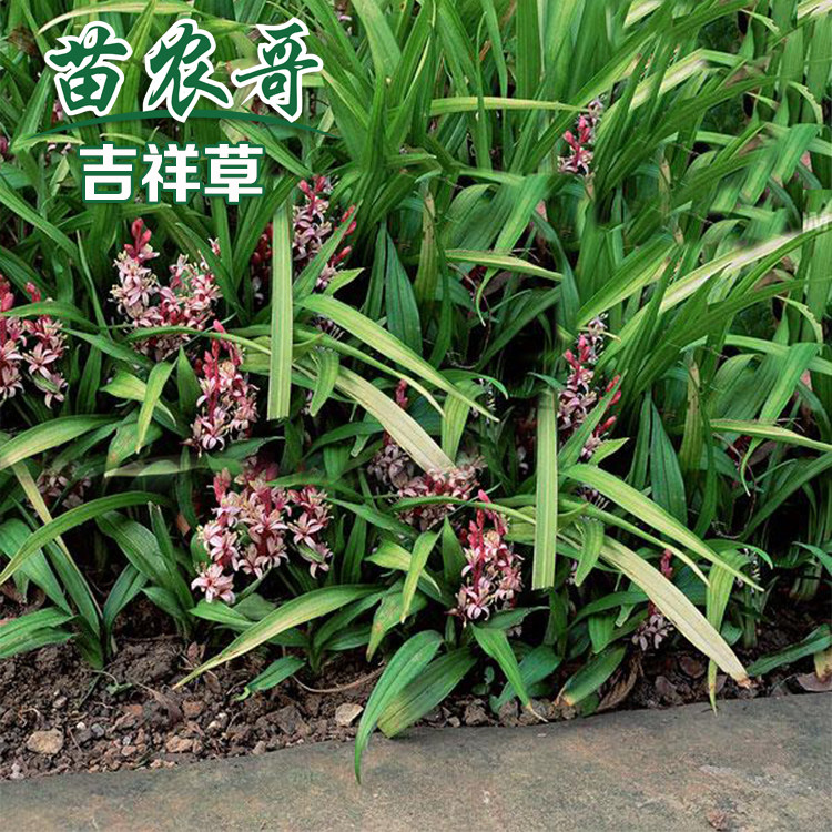 吉祥草四季耐寒庭院绿化植物