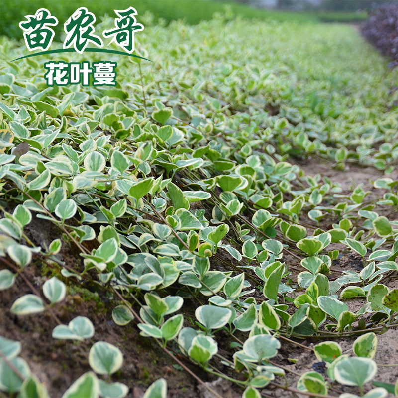 绿植一件棵装多年生爬藤花叶蔓