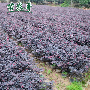 品【一件/100棵·大杯红花继木】庭院别墅园林四季常青绿化苗木树