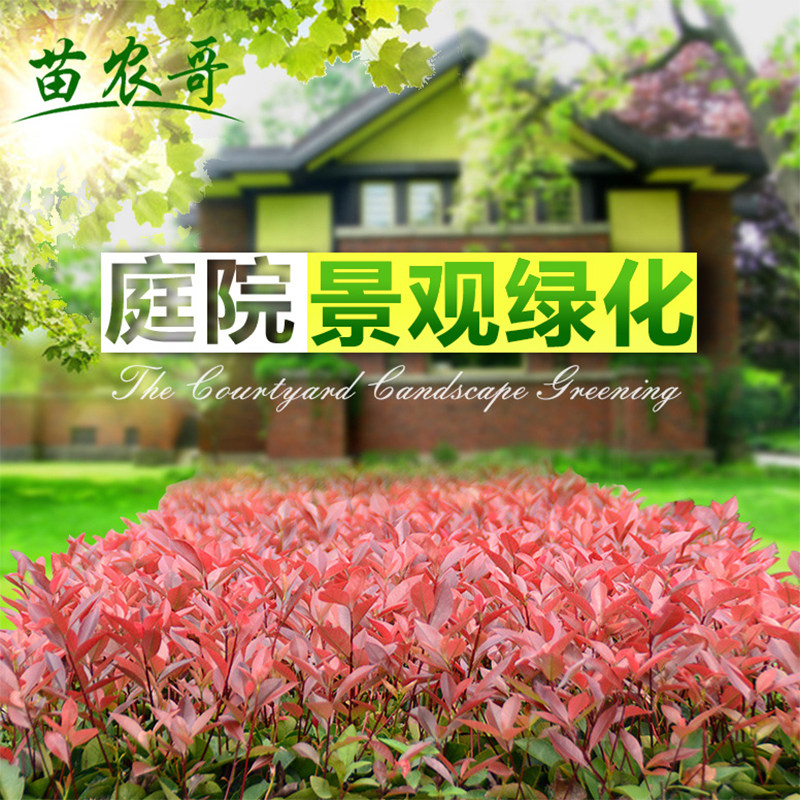 紅葉石楠綠化苗木 樹苗四季常青庭院花園綠化植物 籬笆苗色塊灌木在類目 鮮花速遞/花卉仿真/綠植園藝, 花園植物/行道樹/果樹, 觀葉 /花灌木中 - 來自Buy2taobao.com提供專業的淘寶代購服務