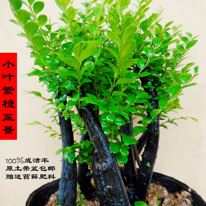 名贵小叶紫檀盆景树苗室内绿植办公室四季常青植物客厅花卉盆栽