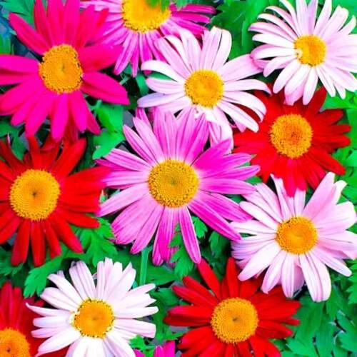 多年生宿根除虫菊花种子四季播