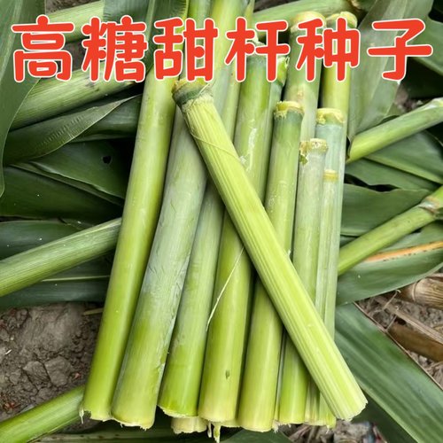 北方棵棵特甜好吃耐热四季种子