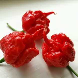 正宗卡罗莱纳死神辣椒种子进口特辣魔鬼椒四季盆栽蔬菜种籽辣椒种