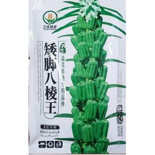 矮脚八棱王白芝麻种子高产高油白芝麻籽抗病抗倒伏出油高大田种子