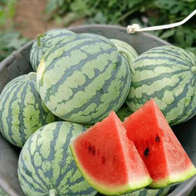 冰糖麒麟西瓜种子薄皮高甜度