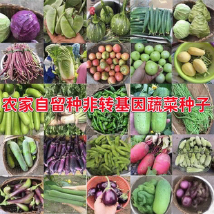 农家自留种非转基因常规品种可留种阳台蔬菜种子四季播种蔬菜套餐