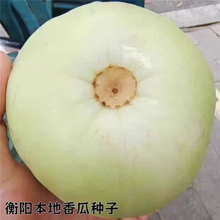 正宗衡阳老品种香瓜种子浓郁香甜本地传统脆甜易种露天阳台四季播