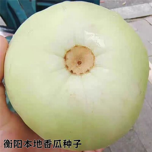 正宗衡阳老品种香瓜种子