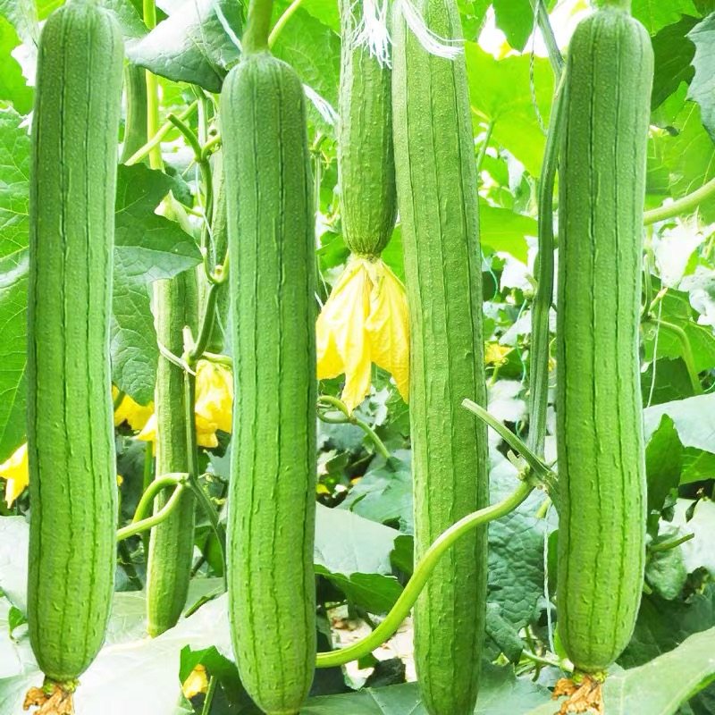 长香丝瓜肉丝瓜种子蔬菜种子高产特长丝瓜种子春夏播水瓜蔬菜种子