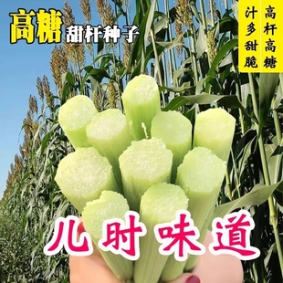 甜高粱种子农家老品种高糖绿皮高粱春夏四季小甘蔗种孑脆甜杆种籽