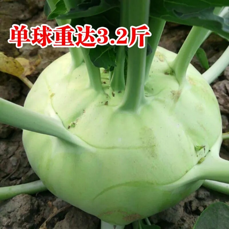 春秋青苤蓝种子 水果绿苤兰 球茎甘蓝 盆栽庭院易种四季蔬菜籽
