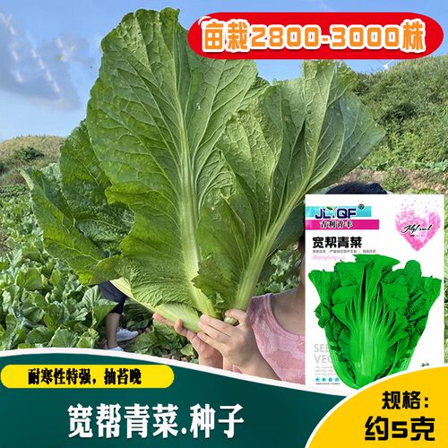 贵州青菜种子做酸菜用芥菜种子