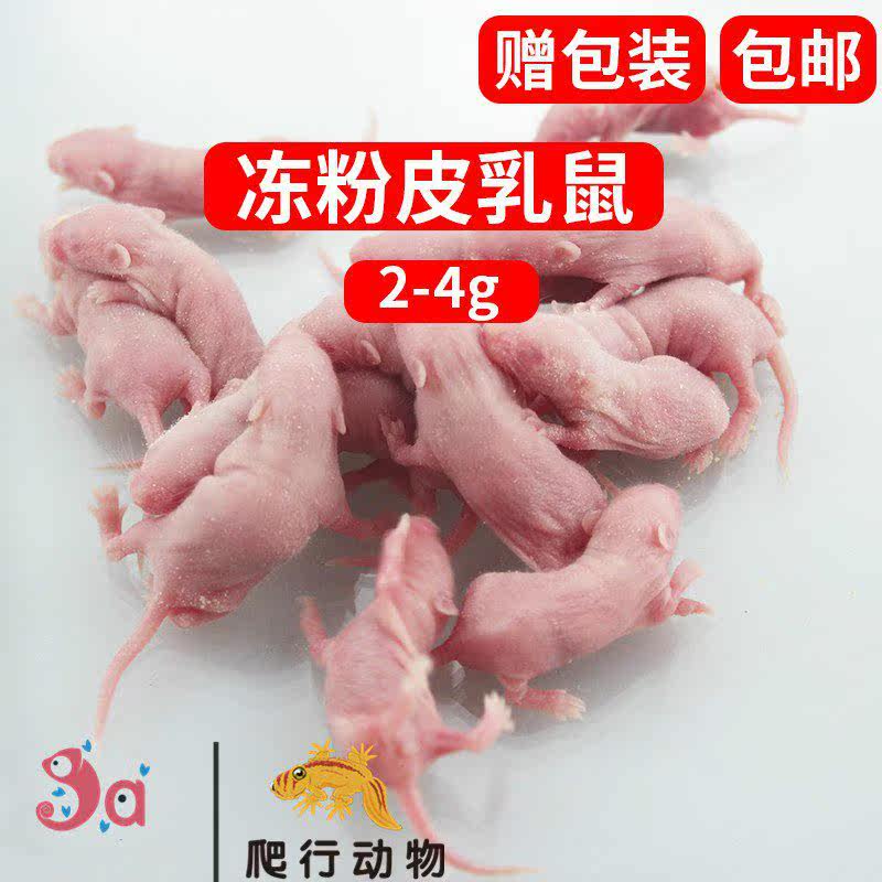 Rat Lizard Snake turtle centipede Food Freeze Pet snake foodstuff Climb pet feed Cat food Freezing Micein the Pet/Pet food and supplies , Reptile/Insects and supplies Ming , Other reptiles/Ming insects  category - from Buy2taobao.com to provide professional Taobao agent buy service