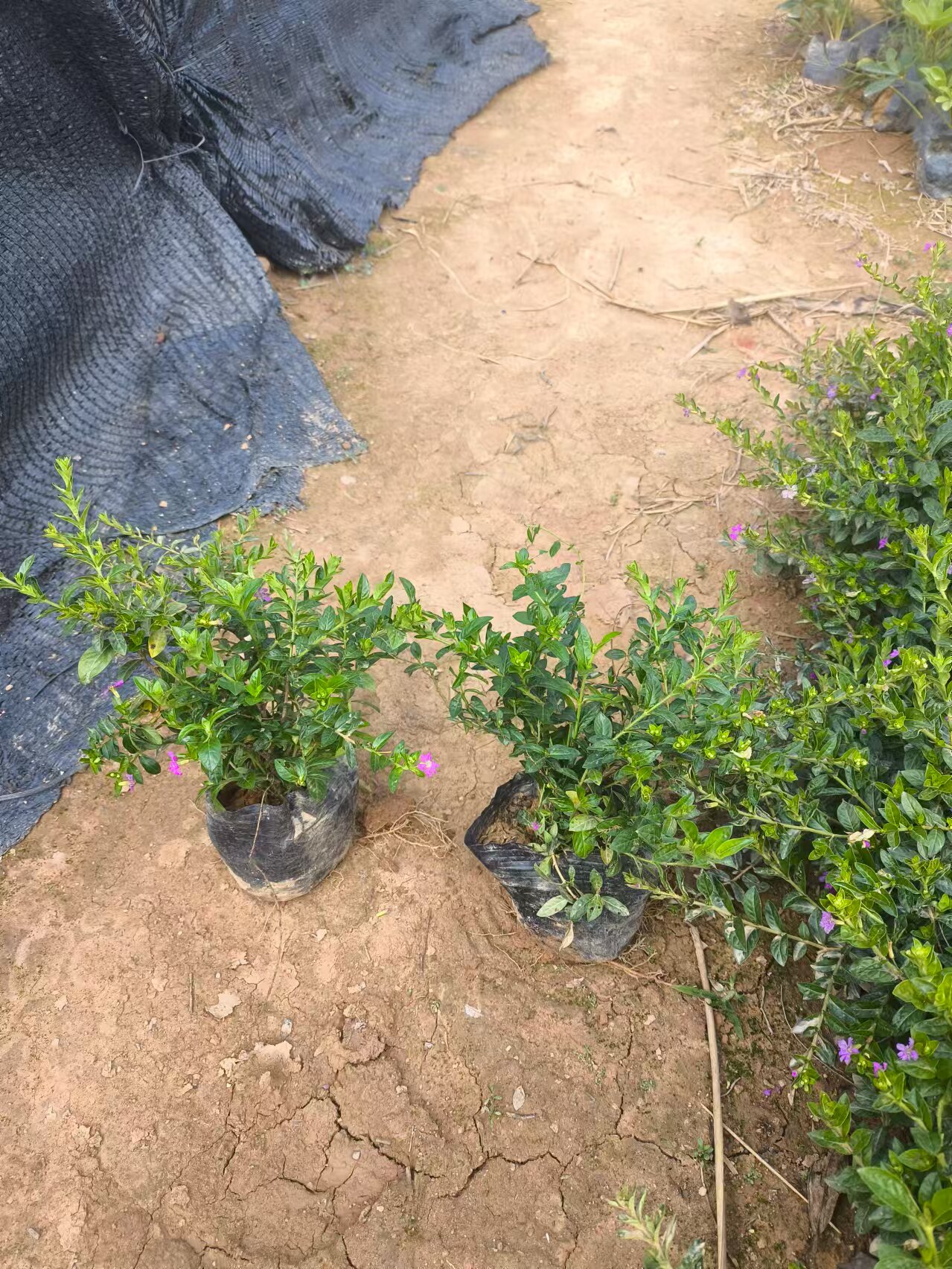 100颗满天星萼距花苗盆栽花卉四季开花绿植易活庭院工程苗星星花