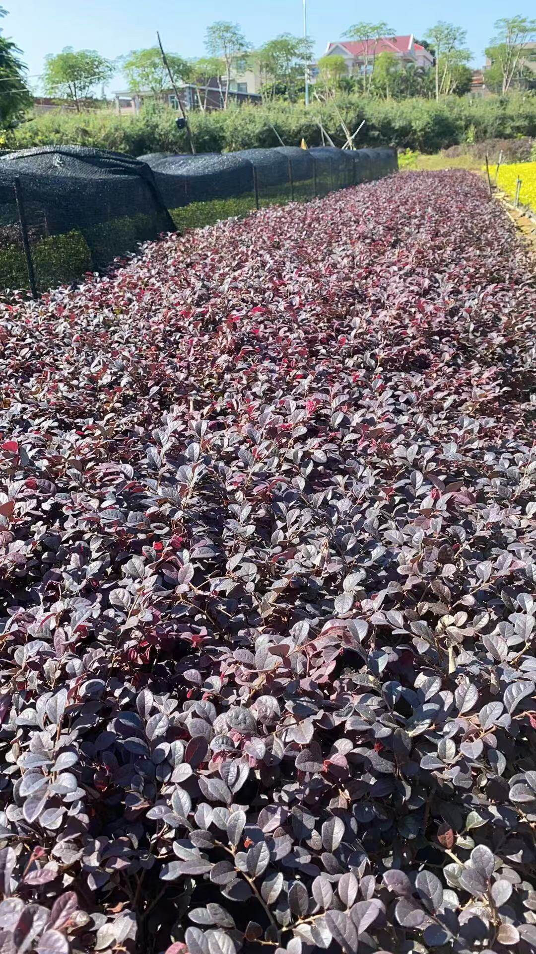 100颗红花继木苗庭院绿植花卉篱笆围墙红继木树苗四季红叶彩色