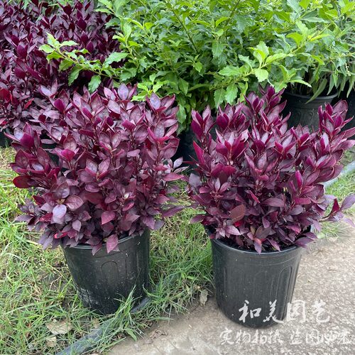 紫叶莲子草 庭院阳台多年生紫叶花镜植物 耐热耐晒紫叶调色植物