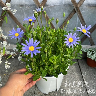 狭叶马兰 宿根马兰 清新淡蓝小野花 蓝色玛格丽特  蓝玛蓝费利菊