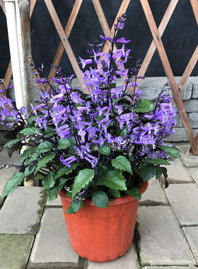 特丽莎香茶菜莫奈熏衣草