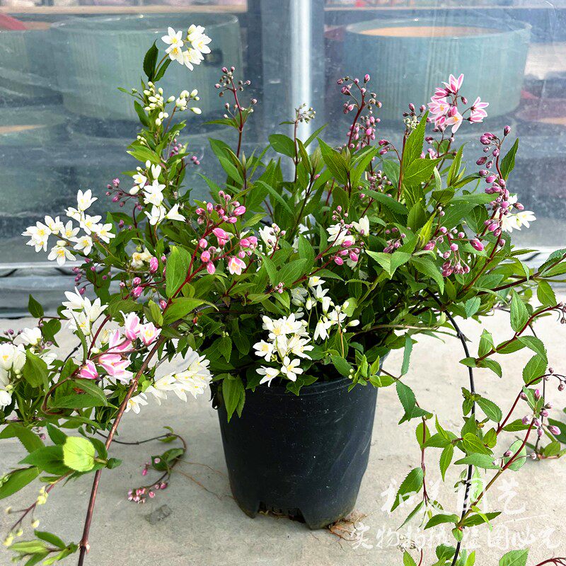 冰生溲疏花 雪球花 雪樱花 庭院阳台盆栽花卉 多年生灌木包邮