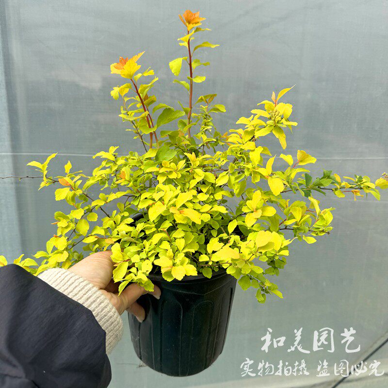 菱叶绣线菊 黄金喷泉 清新可爱重瓣小手球庭院阳台多年生灌木花卉