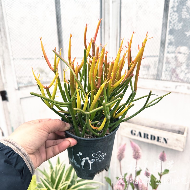 室内外红珊瑚多肉植物易养