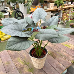 赤道翡翠 哈斯塔姆蔓绿绒 室内银灰观叶植物 特色小众质感绿植