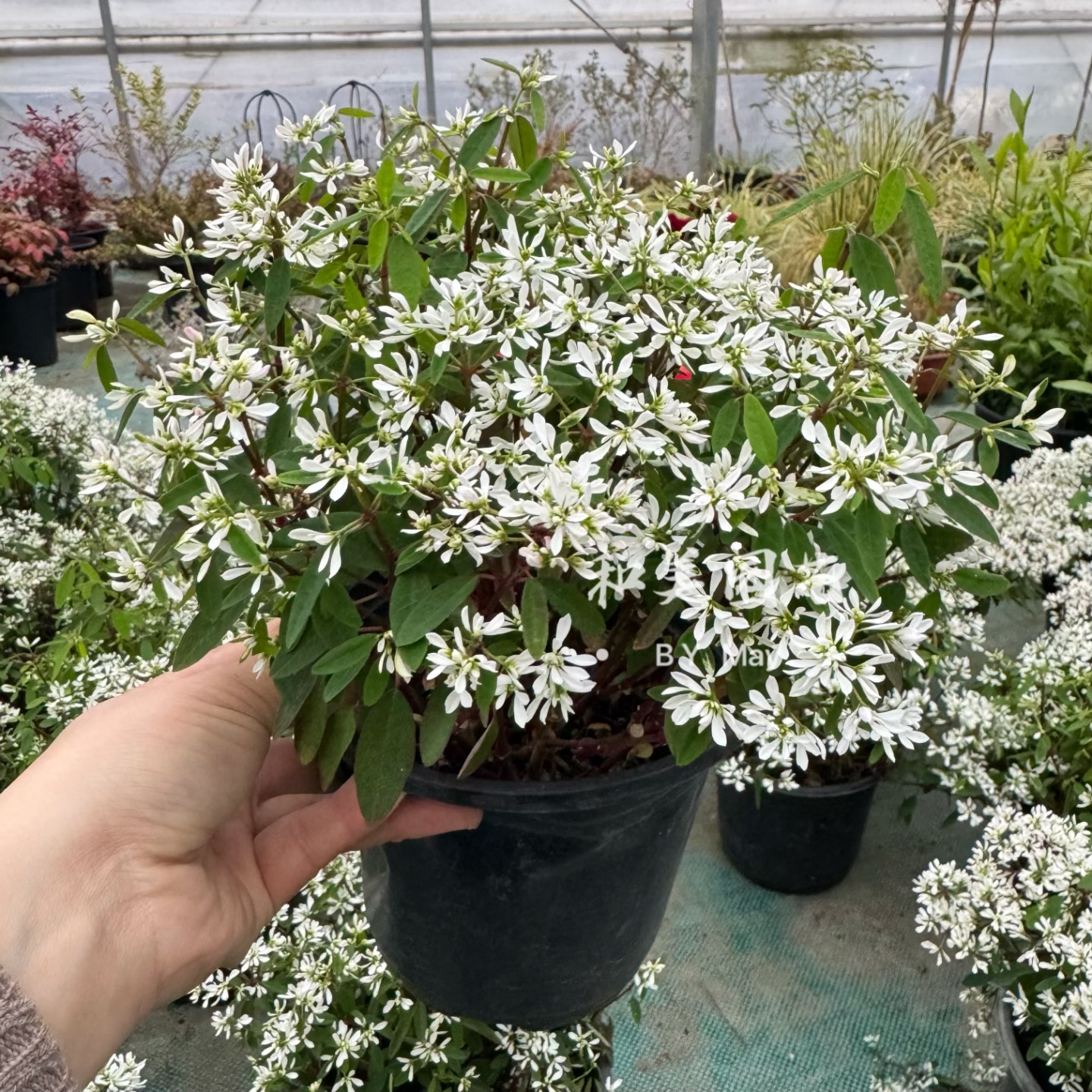 禾叶大戟 白雪公主 圣诞白雪 重瓣飘雪 宿根半阴类花卉白色满天星