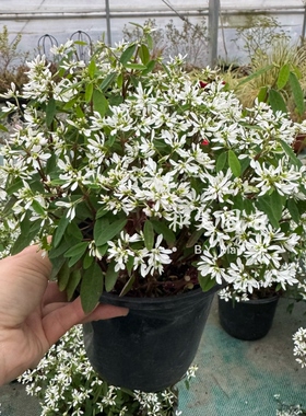 禾叶大戟 白雪公主 圣诞白雪 重瓣飘雪 宿根半阴类花卉白色满天星
