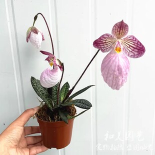 玉女兜兰盆栽  含苞待放天鹅颈 可爱优雅桌粉兜兜 面硬叶兰花
