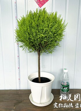 棒棒糖香松 香冠柏可爱小香松盆栽 庭院阳台多年生常绿  包邮