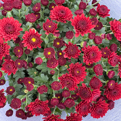 千头菊盆栽荷兰菊阳台花卉