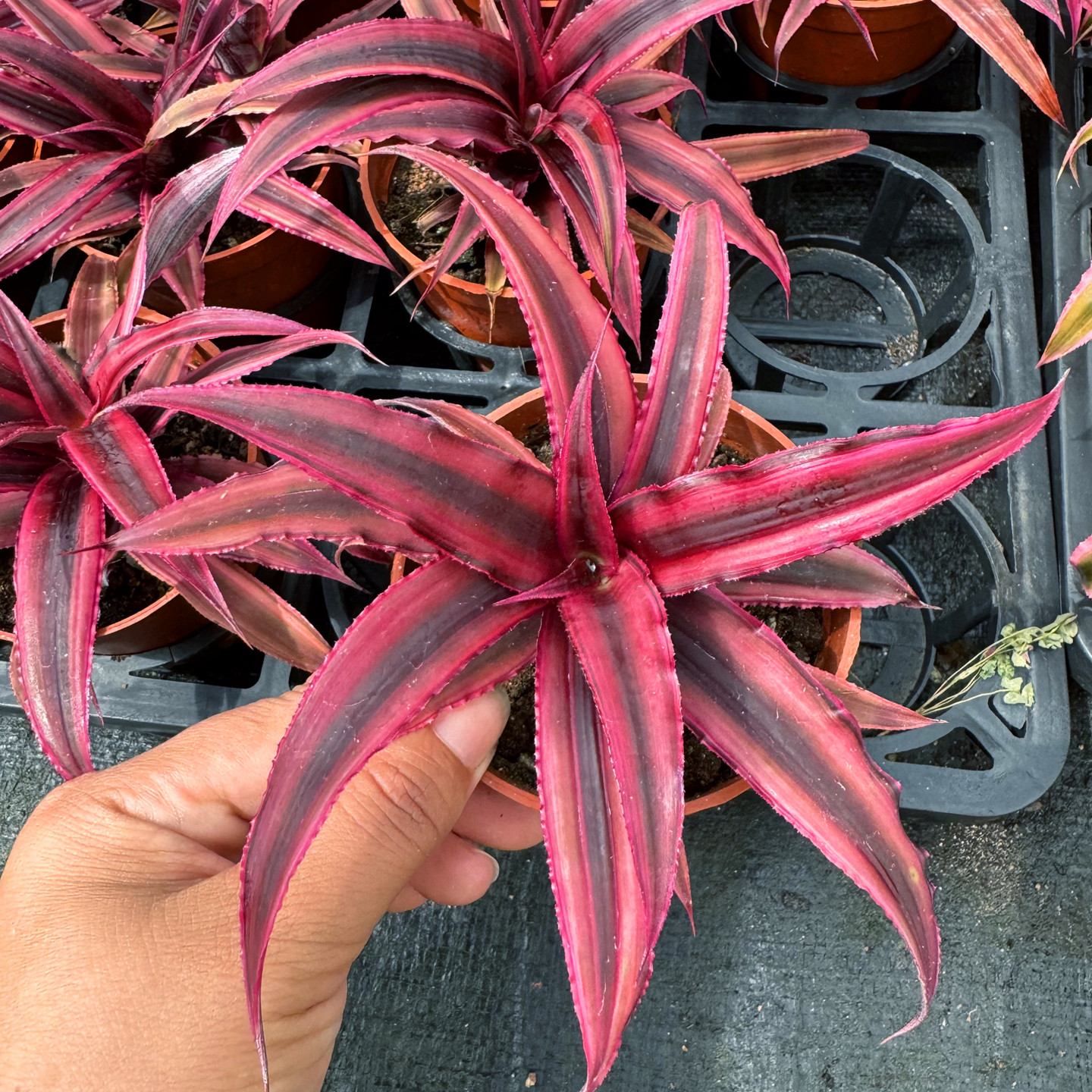空气微景观五彩凤梨多肉植物