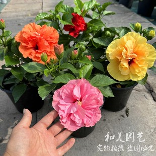 耐熱耐曬朱槿盆栽 庭院芙蓉花木本花卉 重瓣扶?；?丹麥大紅花