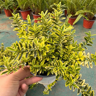 小叶金边黄杨 长介花 耐寒耐热新西兰常绿小灌木花镜造景植物